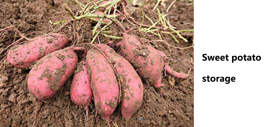 Chemistry and life – why is the sweet potato placed longer and sweeter?
